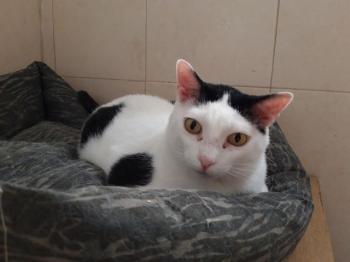 Smudge Bild von Smudge