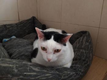 Smudge Bild von Smudge