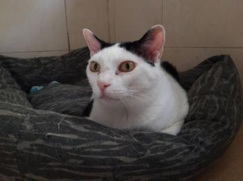 Smudge Bild von Smudge