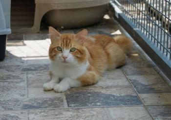 Scar Bild von Scar