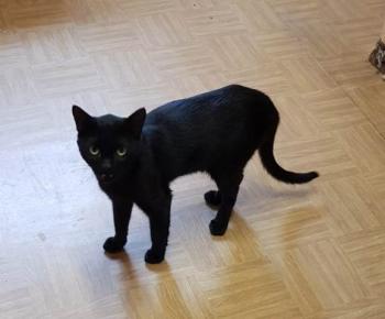 Blackie Bild von Blackie