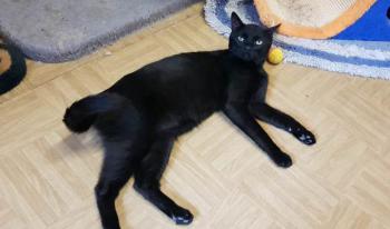 Blackie Bild von Blackie