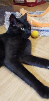 Blackie Bild von Blackie