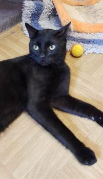 Blackie Bild von Blackie