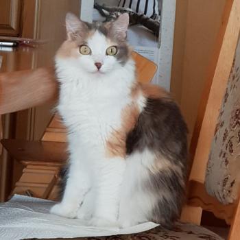 Belinda Bild von Belinda