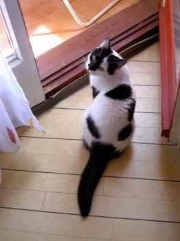 PAddy Bild von Panda
