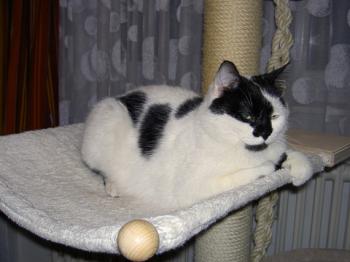 Paddy Bild von Panda