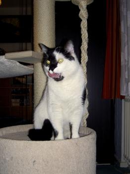 Paddy Bild von Panda
