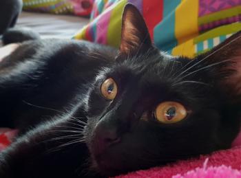 Akira Bild von Akira