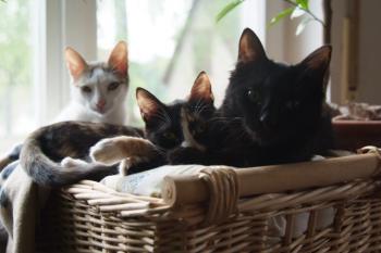 Chicca Bild von Kika