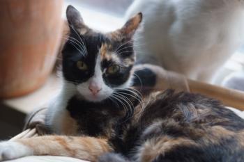 Lilly Bild von Kuka