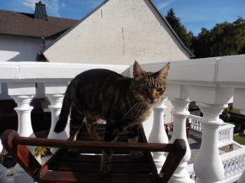 Milu Bild von Milu
