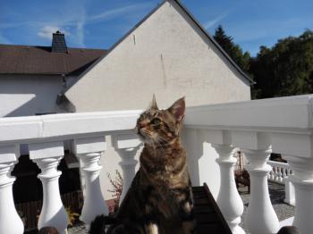 Milu Bild von Milu