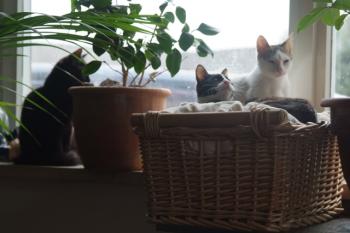 Lilly Bild von Kuka