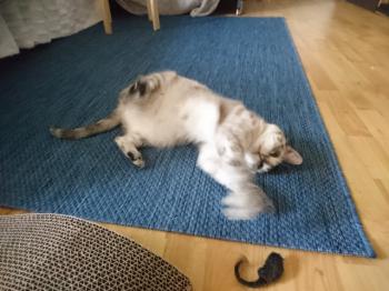 Saré Bild von Saré