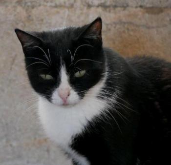 Nishi Bild von Nishi