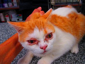 Kuching Bild von Kuching