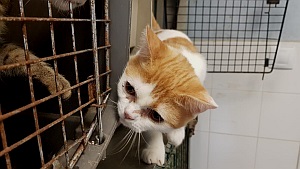 Kuching Bild von Kuching