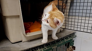 Kuching Bild von Kuching