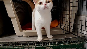 Kuching Bild von Kuching