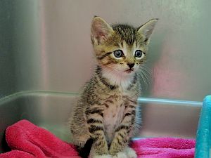 Pitusa Bild von Pitusa