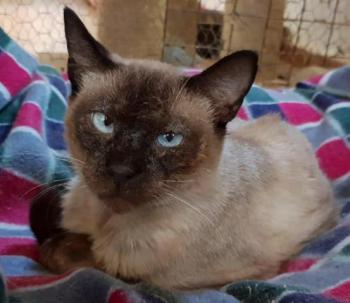 Bijou Bild von Bijou