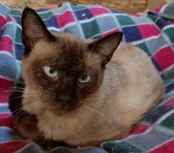 Bijou Bild von Bijou