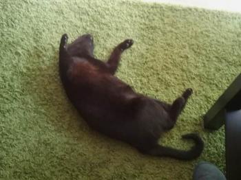 Itchy Bild von Itchy