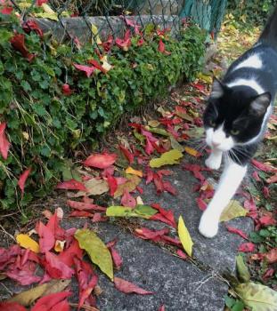 Ashira Bild von Ashira