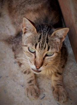 Minou Bild von Minou