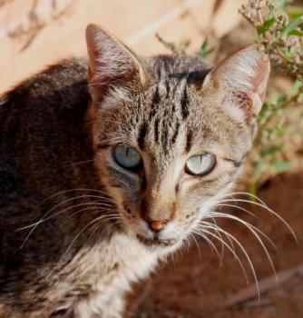 Minou Bild von Minou