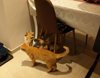Pitu Bild von Pitu