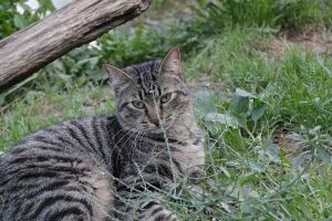 Santi Bild von Santi