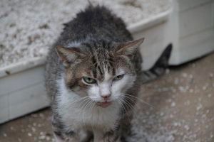 Velez Bild von Velez