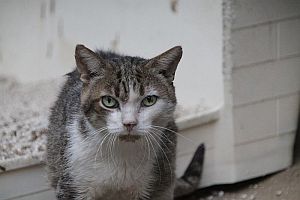 Velez Bild von Velez