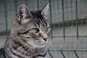 Goyo Bild von Goyo