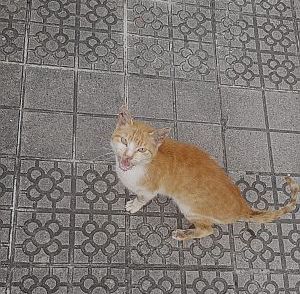 Federico Bild von Federico