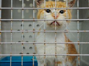 Federico Bild von Federico