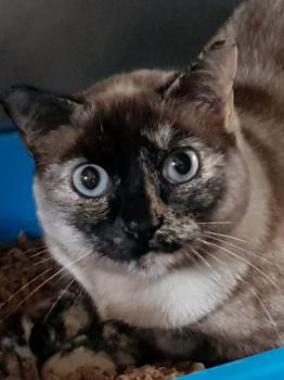 Cosette Bild von Cosette