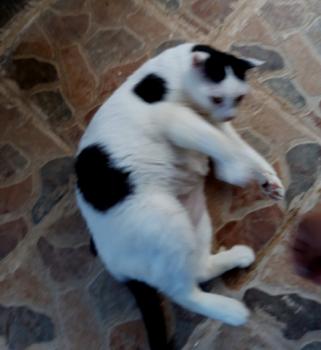 Smudge Bild von Smudge