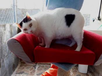 Smudge Bild von Smudge