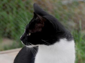 Wanda Bild von Wanda