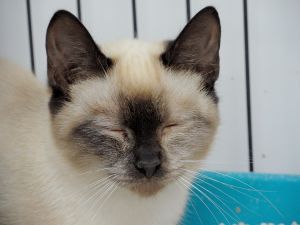 Isabella Bild von Isabella