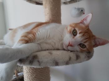 Rafael Bild von Rafael