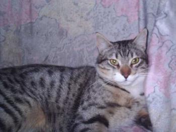 Tigre Bild von Tigre