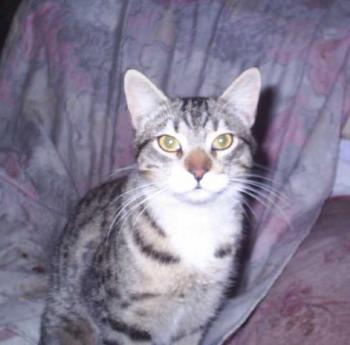 Tigre Bild von Tigre