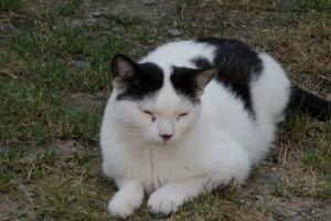 Giacomo Bild von Giacomo