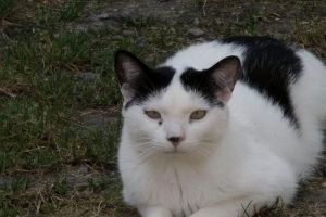 Giacomo Bild von Giacomo