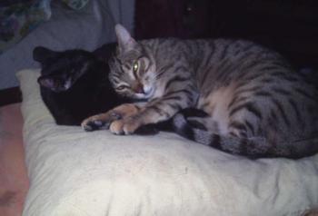 Tigre Bild von Tigre