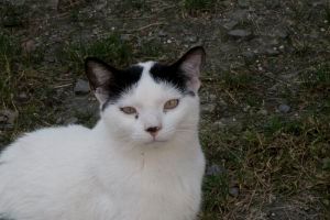Giacomo Bild von Giacomo